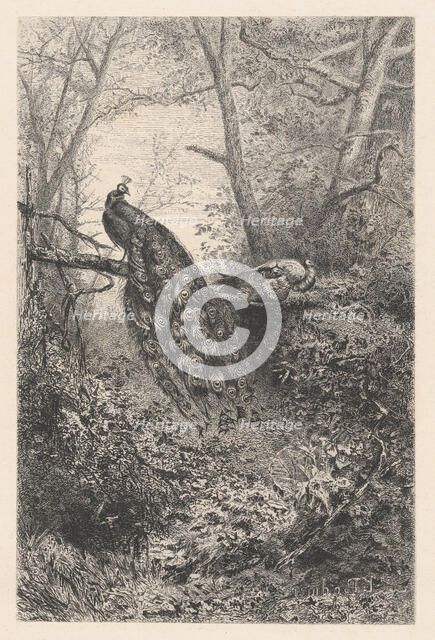 Peacocks on a Branch, ca. 1860. Creator: Karl Bodmer.