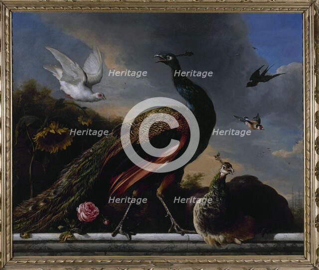 Peacocks, male and female, 1681. Creator: Melchior d'Hondecoeter.
