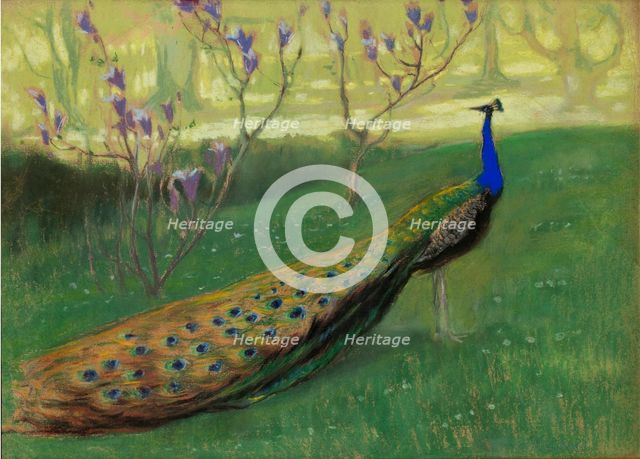Peacock, after 1900.