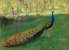 Peacock, after 1900