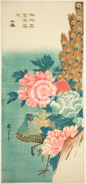 Peacock and peonies, 1830s. Creator: Ando Hiroshige.