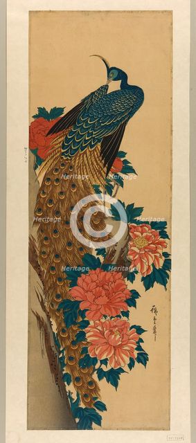 Peacock and peonies, early 1840s. Creator: Ando Hiroshige.