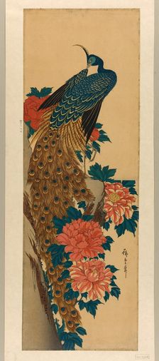 Peacock and peonies, early 1840s. Creator: Ando Hiroshige
