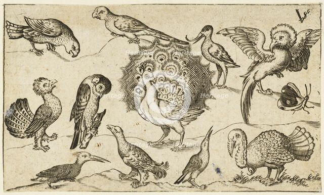 Peacock in centre surrounded by nine other birds, including a turkey, and a butterfly..., 1572. Creator: Virgil Solis.