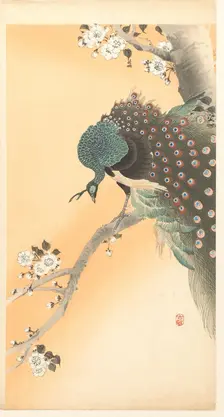 Peacock on cherry tree. Creator: Ohara, Koson (1877-1945)