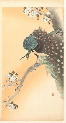 Peacock on cherry tree. Creator: Ohara, Koson (1877-1945)