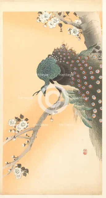 Peacock on cherry tree. Creator: Ohara, Koson (1877-1945).