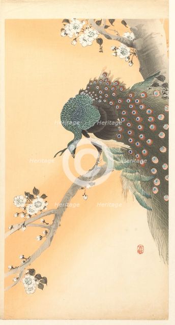 Peacock on cherry tree. Creator: Ohara, Koson (1877-1945).