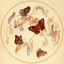 Peacock, Smalll Tortoiseshell and Comma Butterflies... c1930s, (1945). Creator: Vere Temple