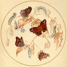 Peacock, Smalll Tortoiseshell and Comma Butterflies... c1930s, (1945). Creator: Vere Temple