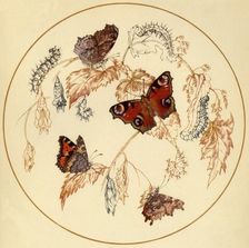 Peacock, Smalll Tortoiseshell and Comma Butterflies... c1930s, (1945). Creator: Vere Temple