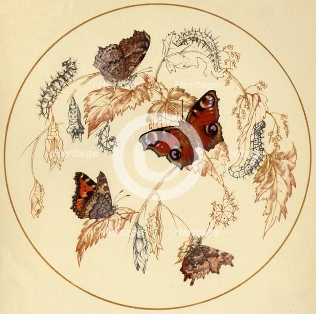 'Peacock, Smalll Tortoiseshell and Comma Butterflies...', c1930s, (1945).  Creator: Vere Temple.
