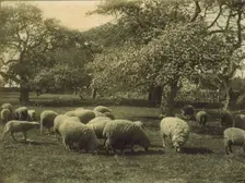 Peace, c1897. Creator: Sarah J. Eddy
