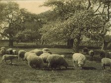 Peace, c1897. Creator: Sarah J. Eddy