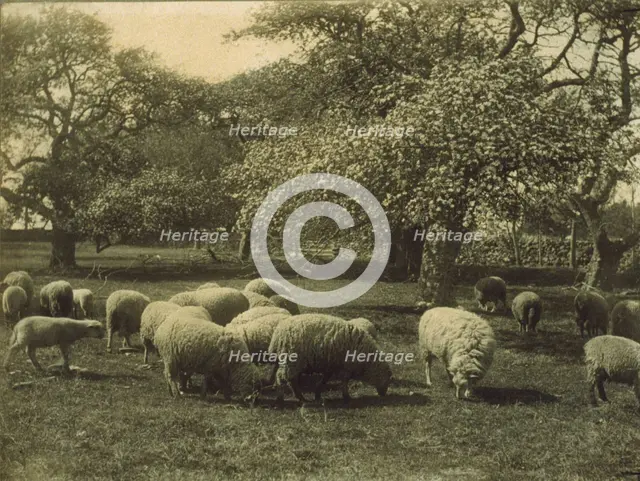 Peace, c1897. Creator: Sarah J. Eddy.