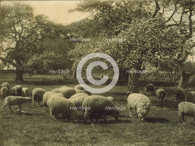 Peace, c1897. Creator: Sarah J. Eddy.