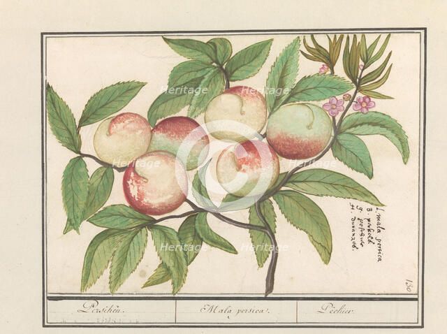Peach, 1596-1610. Creators: Anselmus de Boodt, Elias Verhulst.