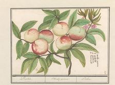 Peach, 1596-1610. Creators: Anselmus de Boodt, Elias Verhulst