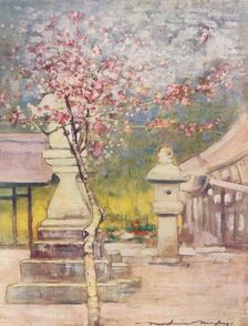 Peach-Blossom c1887, (1901). Artist: Mortimer L Menpes
