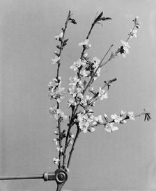 Peach blossoms, between 1900 and 1905. Creator: Unknown