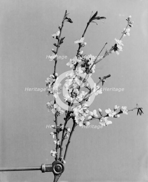 Peach blossoms, between 1900 and 1905. Creator: Unknown.
