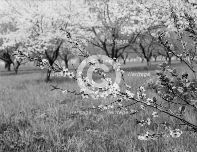 Peach blossoms, between 1900 and 1905. Creator: Unknown.