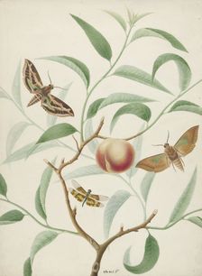 Peach on a branch with two exotic butterflies and a dragonfly, 1774-1842. Creator: Hermanus de Wit
