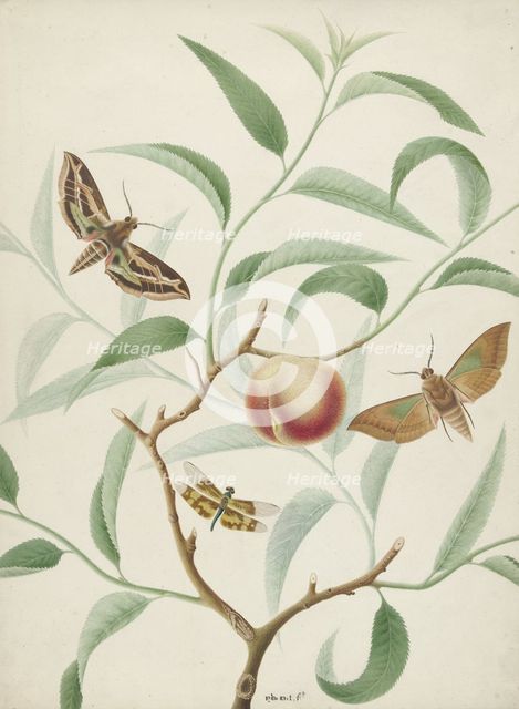 Peach on a branch with two exotic butterflies and a dragonfly, 1774-1842. Creator: Hermanus de Wit.