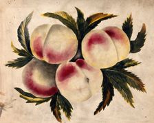 Peach (Prunus species): fruits and leaves. Creator: Unknown