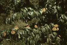 Peach trees in an orchard, Delta County, Colo., 1940. Creator: Russell Lee