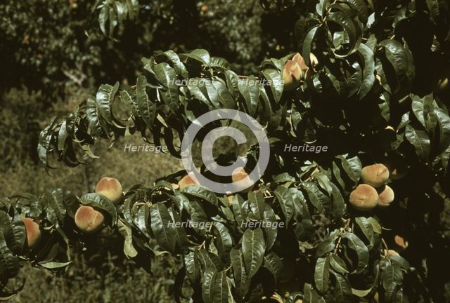 Peach trees in an orchard, Delta County, Colo., 1940. Creator: Russell Lee.