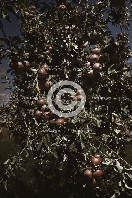 Peaches [i.e. apples] on a tree, orchard in Delta County, Colo., 1940. Creator: Russell Lee.