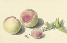 Peaches, nuts, a plum and a fly, 1818-1853. Creator: Elisabeth Geertruida van de Kasteele
