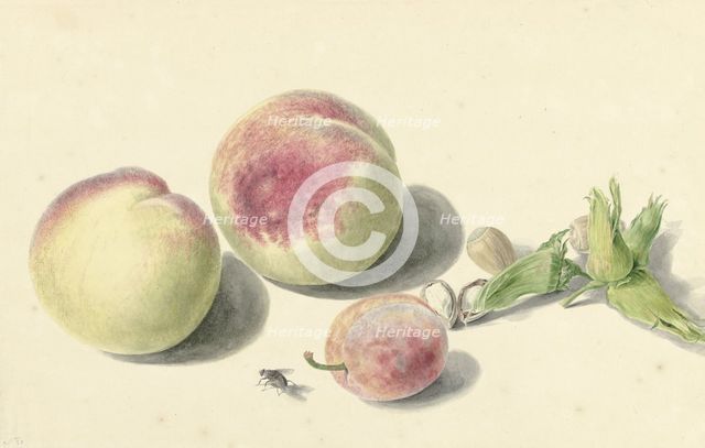 Peaches, nuts, a plum and a fly, 1818-1853. Creator: Elisabeth Geertruida van de Kasteele.