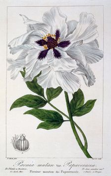 Peaeonia Suffruticosa, pub. 1836. Creator: Panacre Bessa (1772-1846)