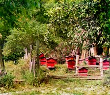 Peasant apiary near Gagra, between 1905 and 1915. Creator: Sergey Mikhaylovich Prokudin-Gorsky
