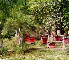 Peasant apiary near Gagra, between 1905 and 1915. Creator: Sergey Mikhaylovich Prokudin-Gorsky