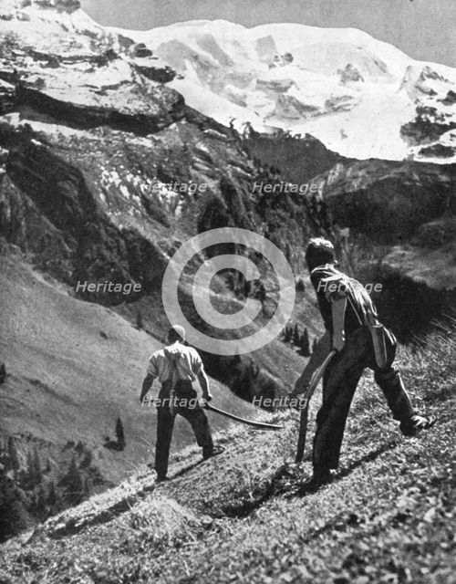 Peasant farmers haymaking at the glacier foot, Switzerland. 1936.Artist: F Hutzli