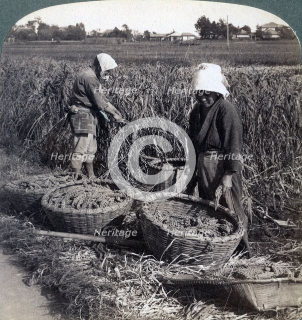Peasants cutting millet, near Yokohama, Japan, 1904. Artist: Underwood & Underwood