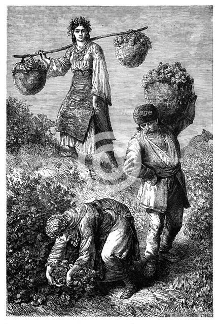 'Peasants gathering roses in Roumelia', c1890. Artist: Unknown