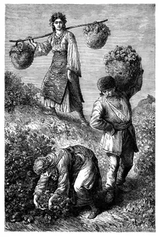 Peasants gathering roses in Roumelia c1890