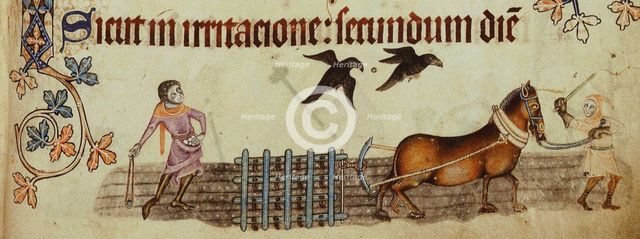 Peasants ploughing (From the Luttrell Psalter), ca 1330. Artist: Anonymous  