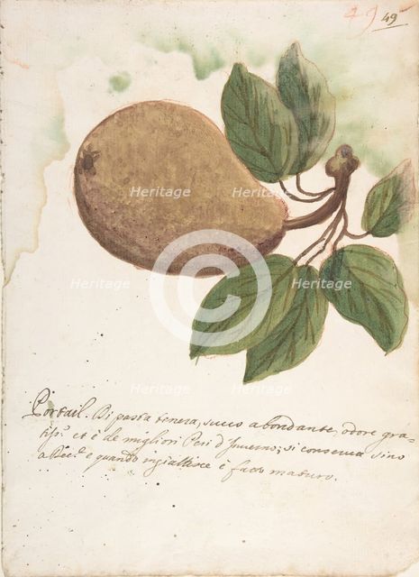 Pear, 18th century. Creator: Anon.