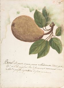 Pear, 18th century. Creator: Anon