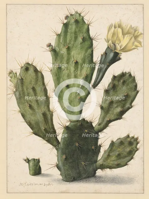 Pear Cactus in Bloom, 1683. Creator: Herman Saftleven the Younger.