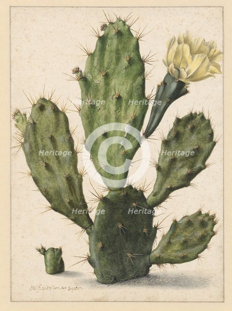 Pear Cactus in Bloom, 1683. Creator: Herman Saftleven the Younger.