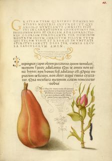 Pear, French Rose, and Caterpillar, 1561-1562; illumination added 1591-1596. Creator: Joris Hoefnagel
