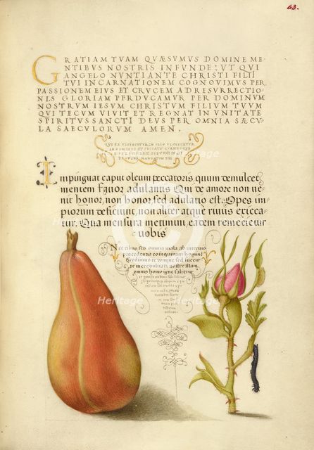 Pear, French Rose, and Caterpillar, 1561-1562; illumination added 1591-1596. Creator: Joris Hoefnagel.