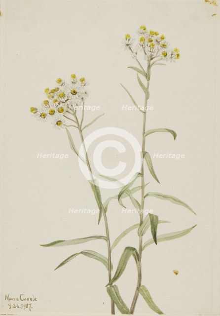 Pearl Everlasting (Anaphalis margaritacea), 1917. Creator: Mary Vaux Walcott.