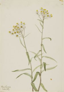 Pearl Everlasting (Anaphalis margaritacea), 1917. Creator: Mary Vaux Walcott